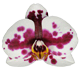 گل ارکیده فالانوپسیس مورسیا